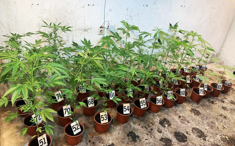 members-of-the-fup-in-mostar-found-a-laboratory-for-growing-marijuana,-two-people-arrested