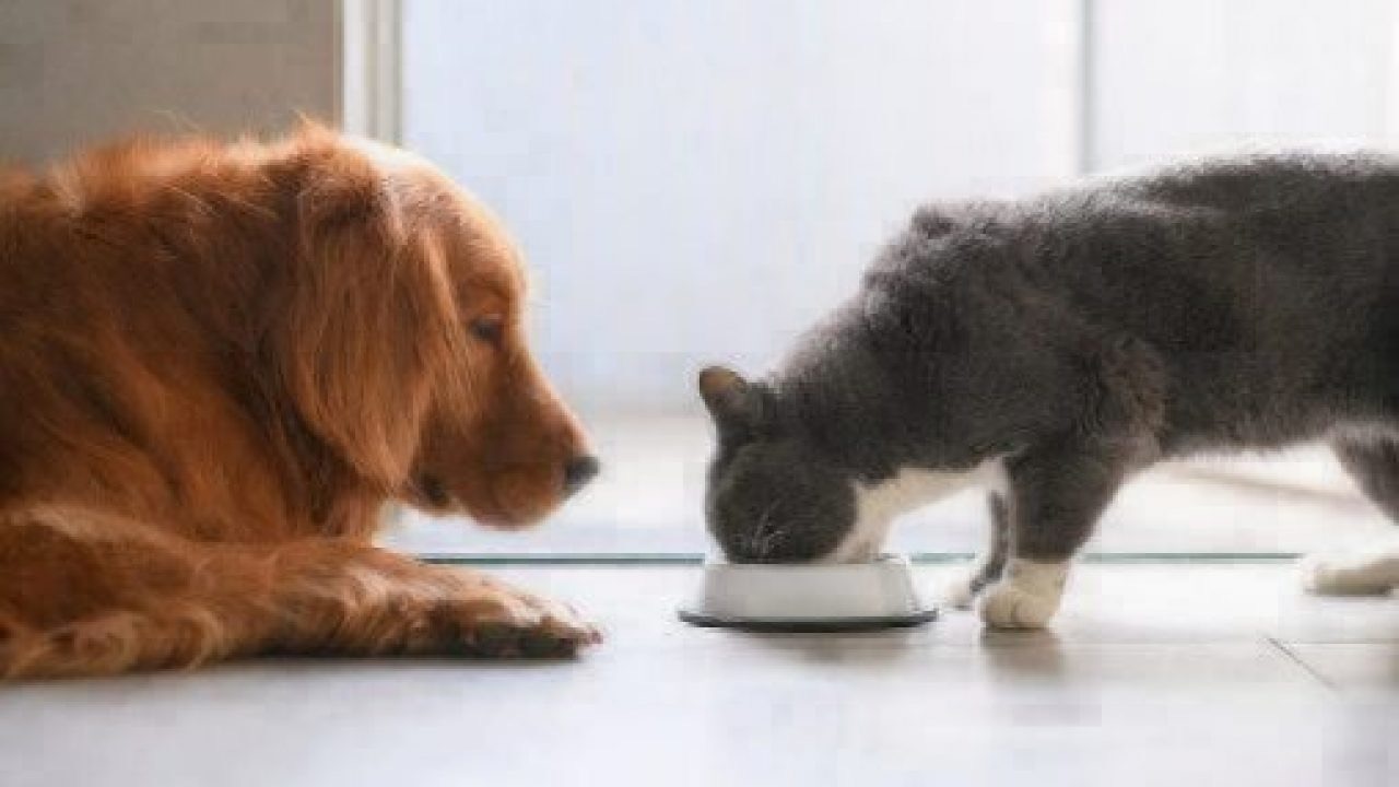 for-the-love-of-pets:-foods-your-pets-should-never-eat