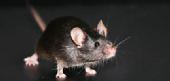 中国科学家从成年老鼠皮肤细胞中克隆出小老鼠