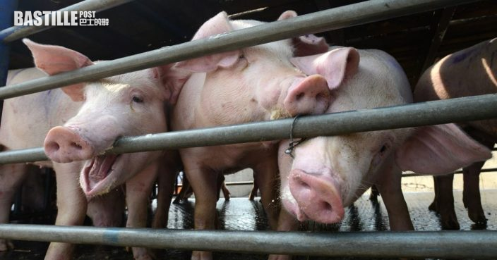6豬染非洲豬瘟-元朗豬場240豬隻被銷毀