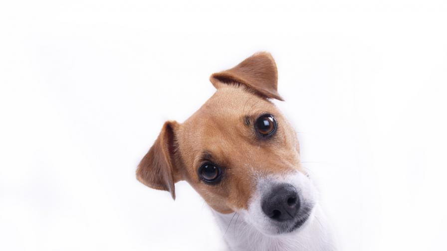 jack-russell-terrier-–-origin-and-features-of-the-breed