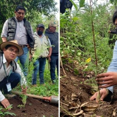 sembrando-huella,-programa-de-jornadas-para-reforestacion-en-guatemala-2022