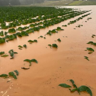 fresh-food-price-pain-set-to-continue-as-crops-‘wiped-out’-in-sydney-flood-disaster