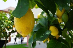 in-estate-e-assolutamente-questo-il-miglior-concime-naturale-che-possiamo-dare-alle-piante-di-limoni-a-tutti-gli-agrumi 