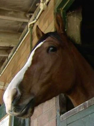 horse-euthanised-after-queensland-records-first-case-of-hendra-virus-in-five-years