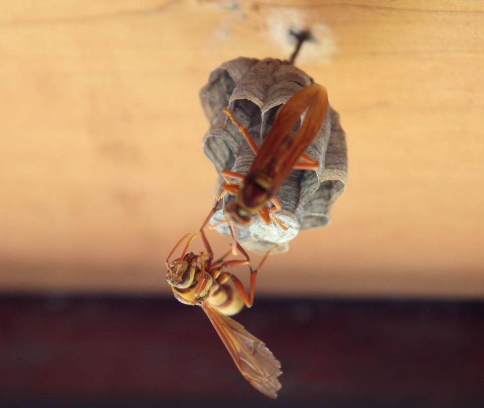 caminantes-en-bucaramanga-sufrieron-ataques-de-abejas-africanas