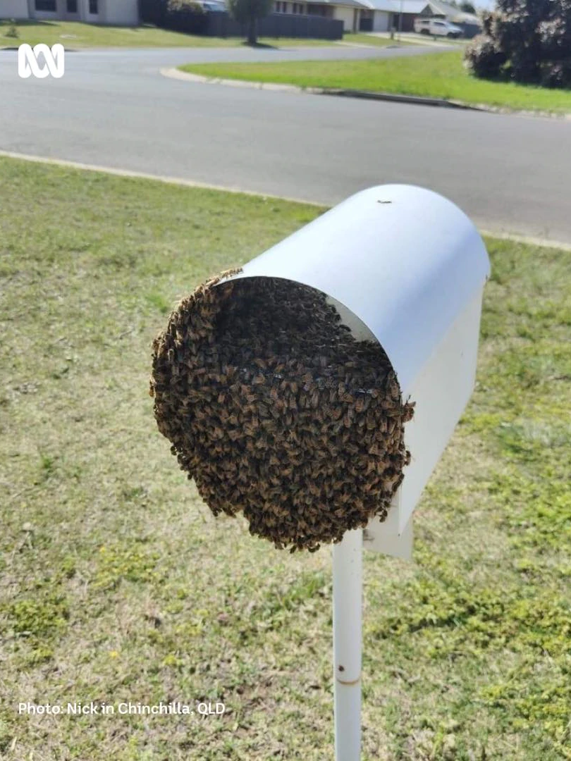 as-spring-descends-on-queensland,-so-do-large-swarms-of-european-bees