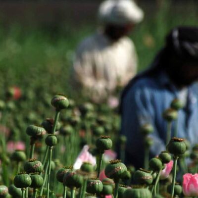taliban-destroy-the-poppy-fields-after-collecting-the-harvest