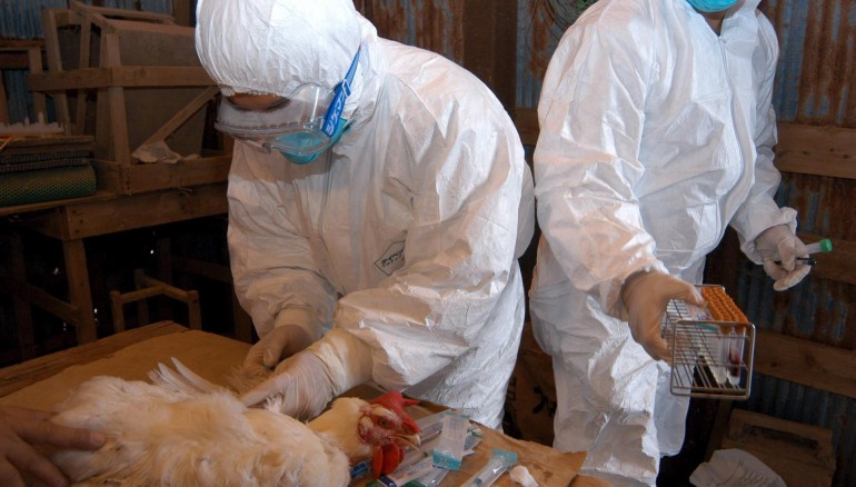 ordenan-sacrificar-a-unos-40,000-pollos-en-el-oeste-de-japon-por-gripe-aviar