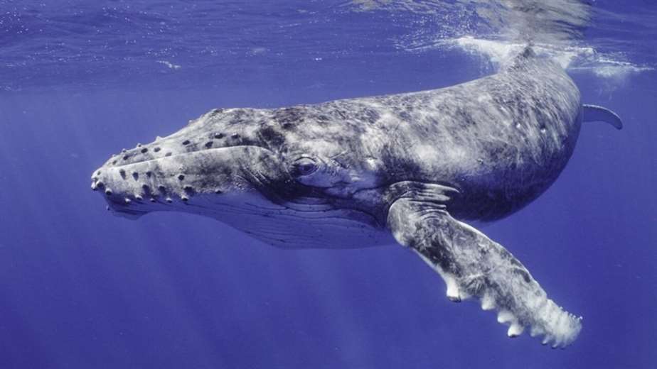 las-ballenas-azules-absorberian-hasta-10-millones-de-trozos-de-microplastico-al-dia,-segun-estudio