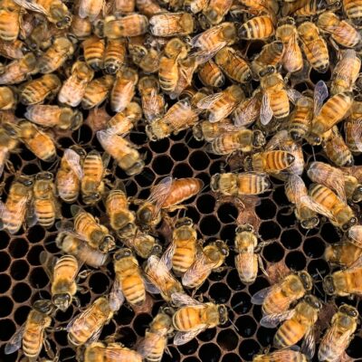 queen-bee-breeders-fear-for-future-as-control-measures-continue-to-take-toll