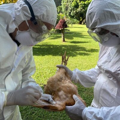 senasa-prohibe-ferias-y-exhibiciones-de-aves-ante-aumento-de-gripe-aviar-en-el-pais