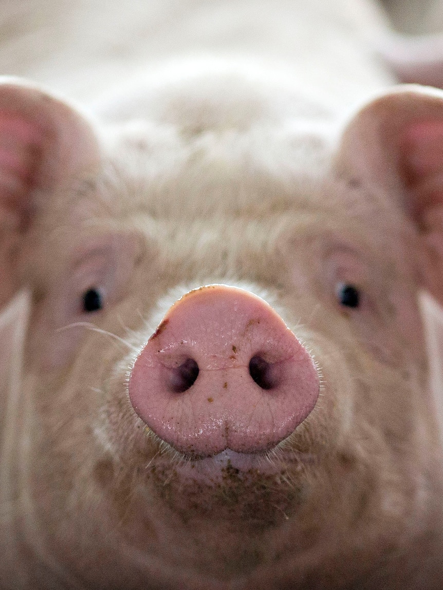 pigs-growing-‘overweight’-as-abattoir-backlog-hits-producers