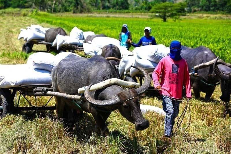 ban-imposed-on-cattle-imports-amid-new-disease