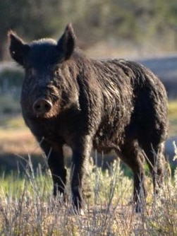 police-call-for-pig-dog-ban,-but-hunters-say-rural-officers-‘not-getting-the-job-done’