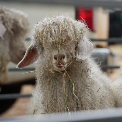 goats-destined-for-meat-market-now-supplying-australian-mohair-to-italian-fashion-houses