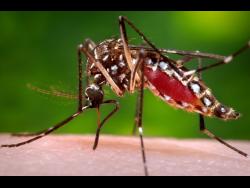 paho-calls-for-collective-action-in-response-to-record-increase-in-dengue-cases-in-the-americas