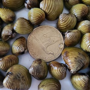 gold-clams-found,-lake-taupo-aqua-park-closed-under-biosecurity-controls