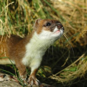 department-of-conservation-spent-nearly-$500,000-to-kill-one-stoat-in-fiordland