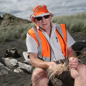 whanganui-volunteers-upset-by-stealing-of-plants-from-protected-castlecliff-sand-dunes