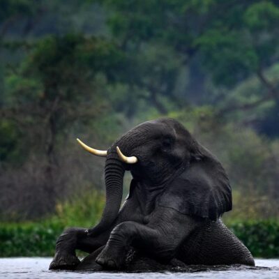 atak-slonia-podczas-safari.-zginela-turystka