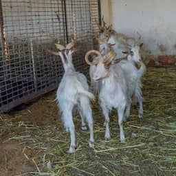 italiaans-eiland-wil-van-te-grote-geitenpopulatie-af:-‘iedereen-mag-ze-ophalen’
