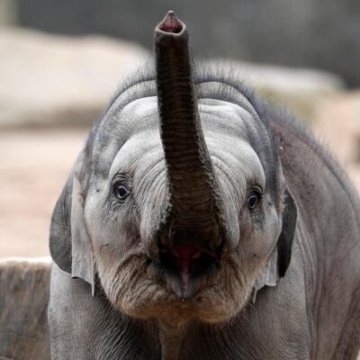 botswana-truer-med-a-sende-20.000-elefanter-til-tyskland