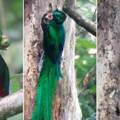 fotos-y-video-de-una-pareja-de-quetzales-alimentando-a-sus-pichones