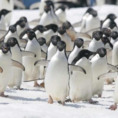 czy-ptasia-grypa-zabila-setki-pingwinow-na-antarktydzie?
