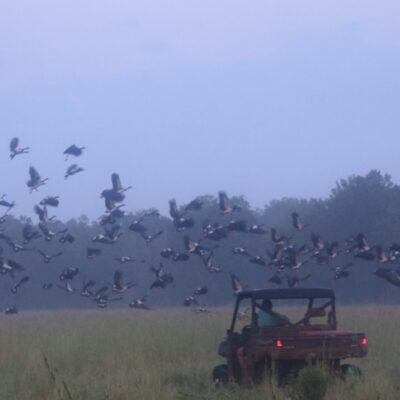 thousands-of-magpie-geese-decimate-hay-crops-despite-gas-guns,-laser-deterrents