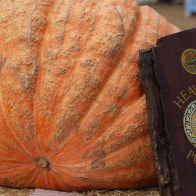 gigantic-116kg-‘poisonous’-pumpkin-to-be-used-for-compost-and-target-practice