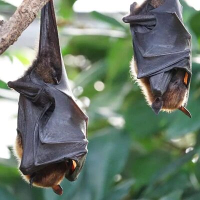 morcego-com-raiva-e-identificado-em-sp:-veja-os-riscos-para-a-saude