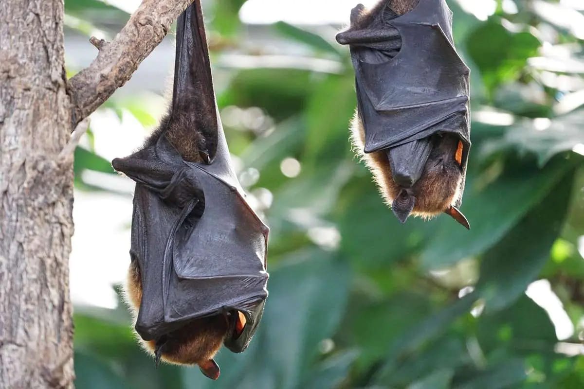 morcego-com-raiva-e-identificado-em-sp:-veja-os-riscos-para-a-saude