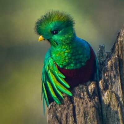 avistamiento-de-un-quetzal-cantando-en-el-volcan-atitlan