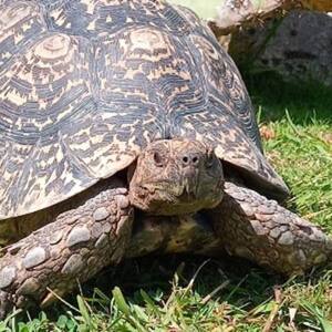 tortoise-stolen-from-ti-point-reptile-park-found-in-northland