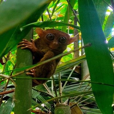 denr-to-probe-vloggers’-improper-treatment-of-tarsiers