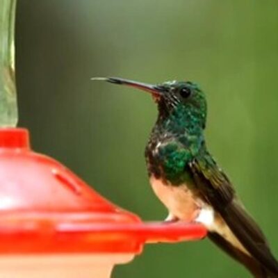 mundo-verde:-los-colibries