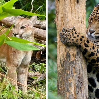 videos-de-un-puma-y-un-jaguar-en-el-parque-nacional-mirador-rio-azul,-peten