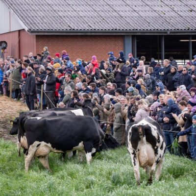 explained:-what-is-denmark’s-‘dancing-cow-day’-all-about?