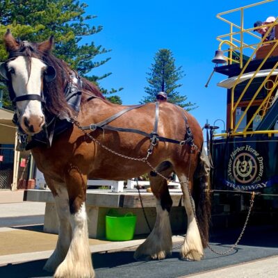 beloved-victor-harbor-clydesdale-horses-fall-ill-with-ross-river-virus,-operator-says