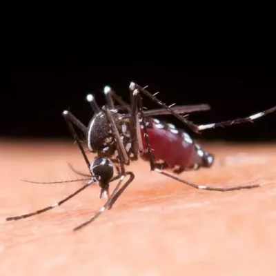 ultimo-informe-epidemiologico-revela-un-aumento-en-casos-de-dengue