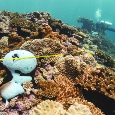 world-in-grip-of-new-major-coral-bleaching-event,-reefs-at-risk