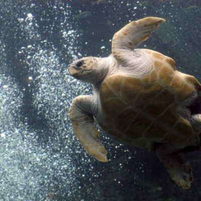 vijf-bedreigde-schildpadden-die-in-nederland-aanspoelden,-overleden-door-te-warm-water-in-opvangverblijf