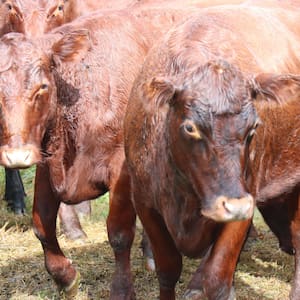 shannon-farm-hosts-red-poll-cattle-enthusiasts-from-around-the-world