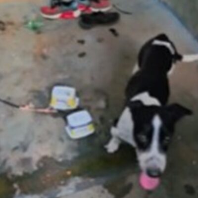 video-mostra-resgate-de-dois-cachorros-em-meio-a-fezes-e-vomito-no-df