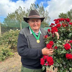 whanganui-rose-breeder-bob-matthews-gets-national-recognition