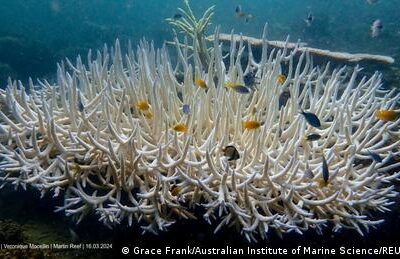 weltweite-korallenbleiche-bedroht-einzigartige-lebensraume