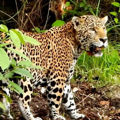 jaguar-en-peten-es-captado-por-conservacionista-guatemalteco