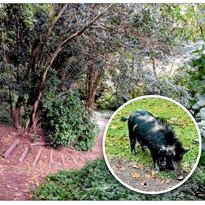 pig-in-tauranga’s-johnson-reserve-harassed-by-dogs,-outraging-local