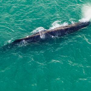 sperm-whale-sighting-off-haumoana-and-te-awanga-coast